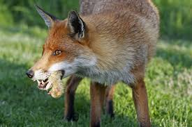Последние твиты от fox (@foxtv). Fs1325 Red Fox Ecology And Behavior Rutgers Njaes