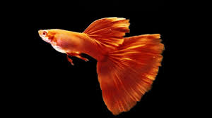 Hybrid Guppy Fish Collection Endler Mix Fancy Guppies Fishtankaquariumsideasaquarium Sharkfish Tanksaquarium Nailsfish Decoration F Guppy Fish Guppy Fish Tank