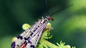 She then lays one egg on it and moves on. Scorpion Fly The Wildlife Trusts