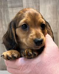 Benedict Doxies (@benedictdoxies) • Instagram photos and videos