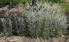 Image result for Fagopyrum snowdenii