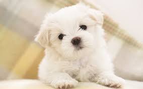 Those perfectly stubby legs, tiny wagging tails, and that precious scruffy face are enough to soften even the iciest of hearts. Hd Wallpaper Maltese Puppy White Shih Tzu Puppy Cute Animals Wallpaper Flare