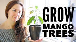 Mango Tree The Ultimate Guide To Growing Mangoes From Seed Youtube Mango Tree Fruit Plants Mango