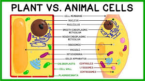 The structure of a generalized cell represents all part & organelles which can be present in any specialized c. Plant Cells Vs Animal Cells Compare Contrast Youtube