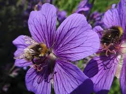 Some flowers need particular kinds of bees for effective this is another early flowering bulb that can provide the much needed sustenance to bees. Bumble Bee Honey Bee Bees Insect Geranium Purple Flowers Purple Petals Nectar Flower Heads Pikist