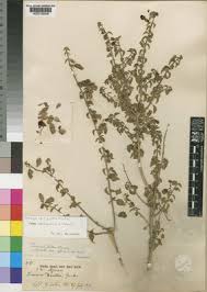 Image result for Tinnea rhodesiana