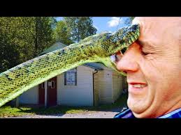 Timber Rattlesnake Survey