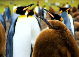 This season, we've seen black ribbons used in the hair way more than three times, making it fall 2017's top hair trend so far. 51 Baby Penguin Photos Videos And Facts That Will Have You Saying Awwww Everywhere Wild
