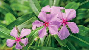 Image result for Putterlickia verrucosa