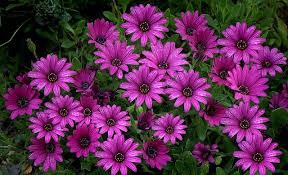 Image result for Osteospermum