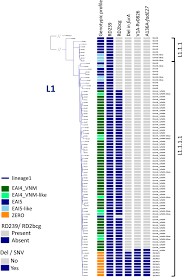 We did not find results for: Phenotypic And Genotypic Features Of The Mycobacterium Tuberculosis Lineage 1 Subgroup In Central Vietnam Scientific Reports