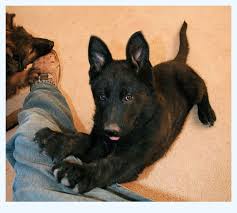 Follow our page for lots of black gsd photos and info. Black German Shepherd Puppies For Sale Dog Breed