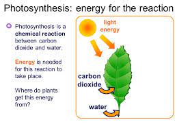 What Is Photosynthesis Ppt Video Online Download