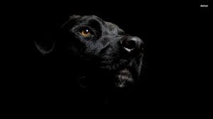 Black Labrador Wallpapers Wallpaper Cave Hd Wallpaper Wallpaper Images Hd Labrador Dog