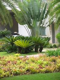 Sagos are beautiful accent plants for. 110 Palm Garden Ideas Tropical Landscaping Tropical Garden Landscape Design