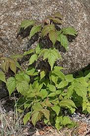 Image result for Rubus adolfi-friederici