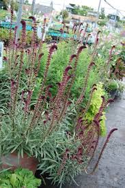 Image result for Lysimachia angustiloba