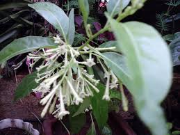 Small animals are attracted to fruit and scraps and this will, in turn, attract snakes. Garden Care Simplified Night Blooming Jasmine Raat Ki Rani Cestrum Nocturnum Plant Care And Tips