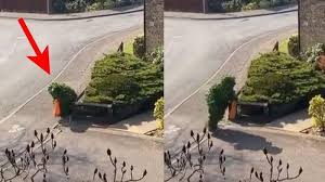 Look no further than the emerging global oligarchy. Video Lucu Seseorang Di London Nekat Nyamar Jadi Tanaman Demi Keluar Rumah Saat Lockdown Covid 19 Tribun Ternate