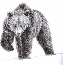 American Black Bear Bear Sketch Bear Paintings Brown Bear Art