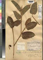 Image result for Hypselodelphys