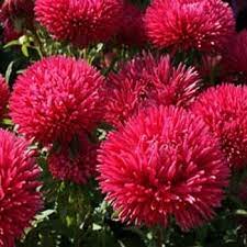 Aster Seeds Aster Callistephus Red Flower Seeds Flower Seeds Annual Flowers Aster Flower