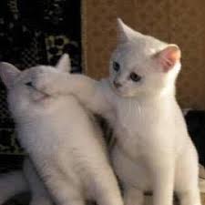 Yaramaz Kedi Yaramazkedi01 Twitter