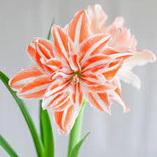 Amaryllis With A Difference Unusual Colors And Flower Styles Longfield Gardens
