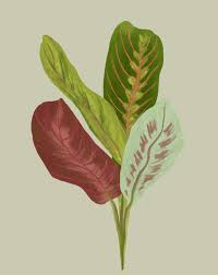 Image result for maranta