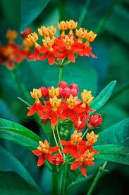 Butterfly Milkweed Milkweed Plant Planting Flowers Plants