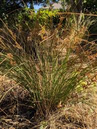 Image result for Juncus punctorius