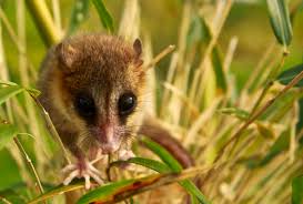 Monito del monte colocolo opossum dromiciops gliroides latin. Monito Del Monte Explore Tumblr Posts And Blogs Tumgir