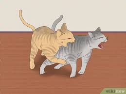 Cats who are fighting may bite so hard that they draw blood. 3 Ways To Know If Cats Are Playing Or Fighting Wikihow Pet