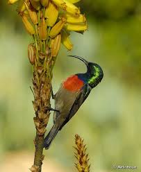 Birds Of South Africa Book Double Collared Sunbird Beautiful Birds