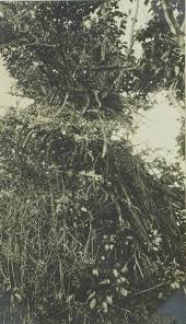 Image result for Dolichos trinervatus