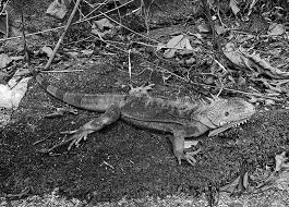 Image result for Fern Green 1977 Renault