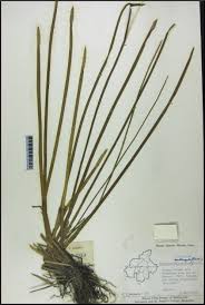 Image result for Eleocharis acutangula