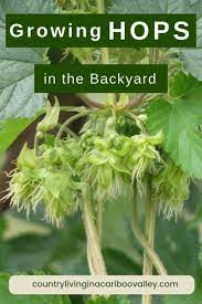 How To Grow Hops Hops Plant Hops Vine Hops Trellis