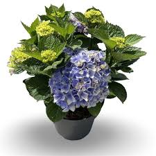 Image result for Hydrangea macrophylla bela obrázek
