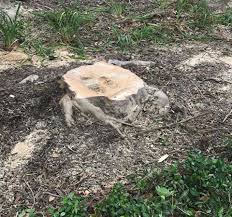 Stump grinding, on the other hand, is a much more manageable route for homeowners to take, because it doesn't involve removing every tree root. Stump Grinding Katy Stump Removal Richmond Brookshire Pattison Tx