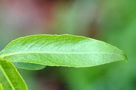 Image result for Salix