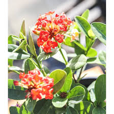 Image result for Ixora laurentii