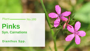 Image result for Caryophyllaceae