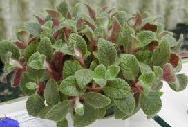 Image result for Tinnea eriocalyx