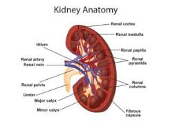 Liver cancer is linked to the hepatitis b virus. Liver Ka Diagram In Hindi Body Part Name In Hindi English A A A A A A A A A Name Of Body Part Webdunia Com Is A Hindi News Website Which