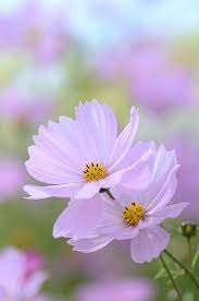 Pin On Pastel Flowers