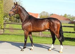 Westphalian Stallion Horses Horse Breeds Beautiful Horses