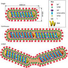 Ebola virus disease (evd) is a rare and deadly disease most commonly affecting people and nonhuman primates (monkeys, gorillas, and chimpanzees). Ebolavirus An Overview Sciencedirect Topics