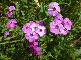 Check spelling or type a new query. Annual Garden Phlox In Florida Real Estate Chronicleonline Com