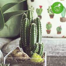 Nobel once saw the aftermath of. The Cereus Florida Is An Easy To Cultivate Cactus Characterized By Rapid Growth Featuring An Elongated Stem Small Cactus Plants Plant Nursery Small Succulents